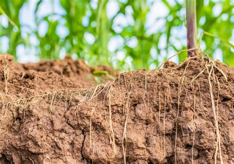  Drought-Resistant Crops: Cultivating Resilience in Arid Lands –  a captivating exploration of botanical marvels and an ode to the tenacity of the human spirit